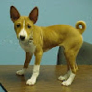 Meet your Posher, Genevieve